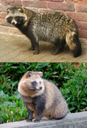 Tanuki